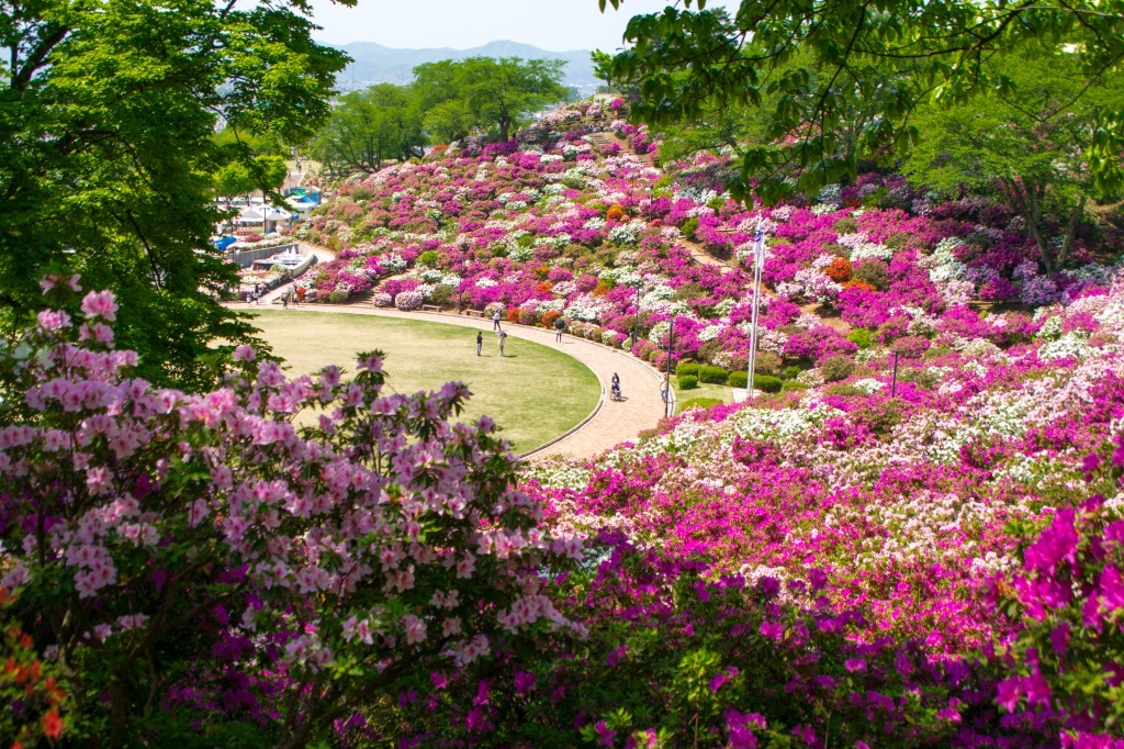 圧巻 満開のつつじが咲き乱れる鯖江 西山公園の楽しみ方 Ava Travel アバトラベル