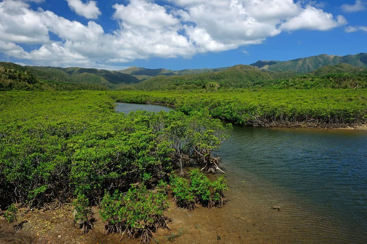 Nakamagawa Japan's Largest Mangrove River Basin Area!