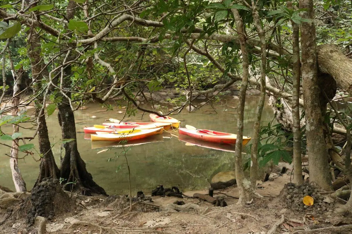 Pinaiisara Falls Canoe through one of Japan's largest mangrove forests