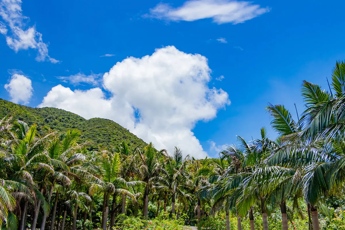 米原八重山椰子群落 人氣觀光勝地，鄰近川平灣！