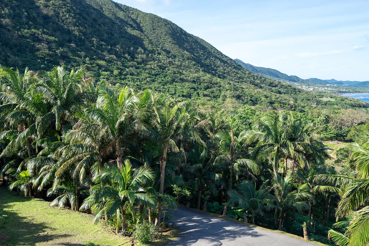 米原八重山椰子群落 歷史較短的八重山棕櫚樹！
