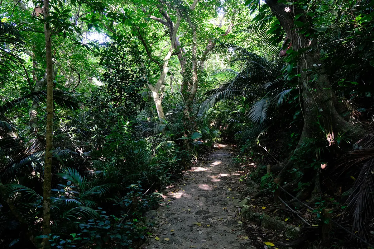 Yuhirayama Yayama Palm Grove Recommended Even for Taking a Break from the Hot Summer