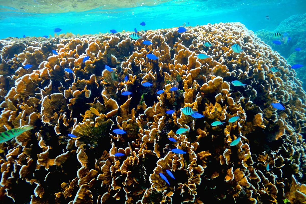 米原海岸 米原地區深受潛水愛好者喜愛