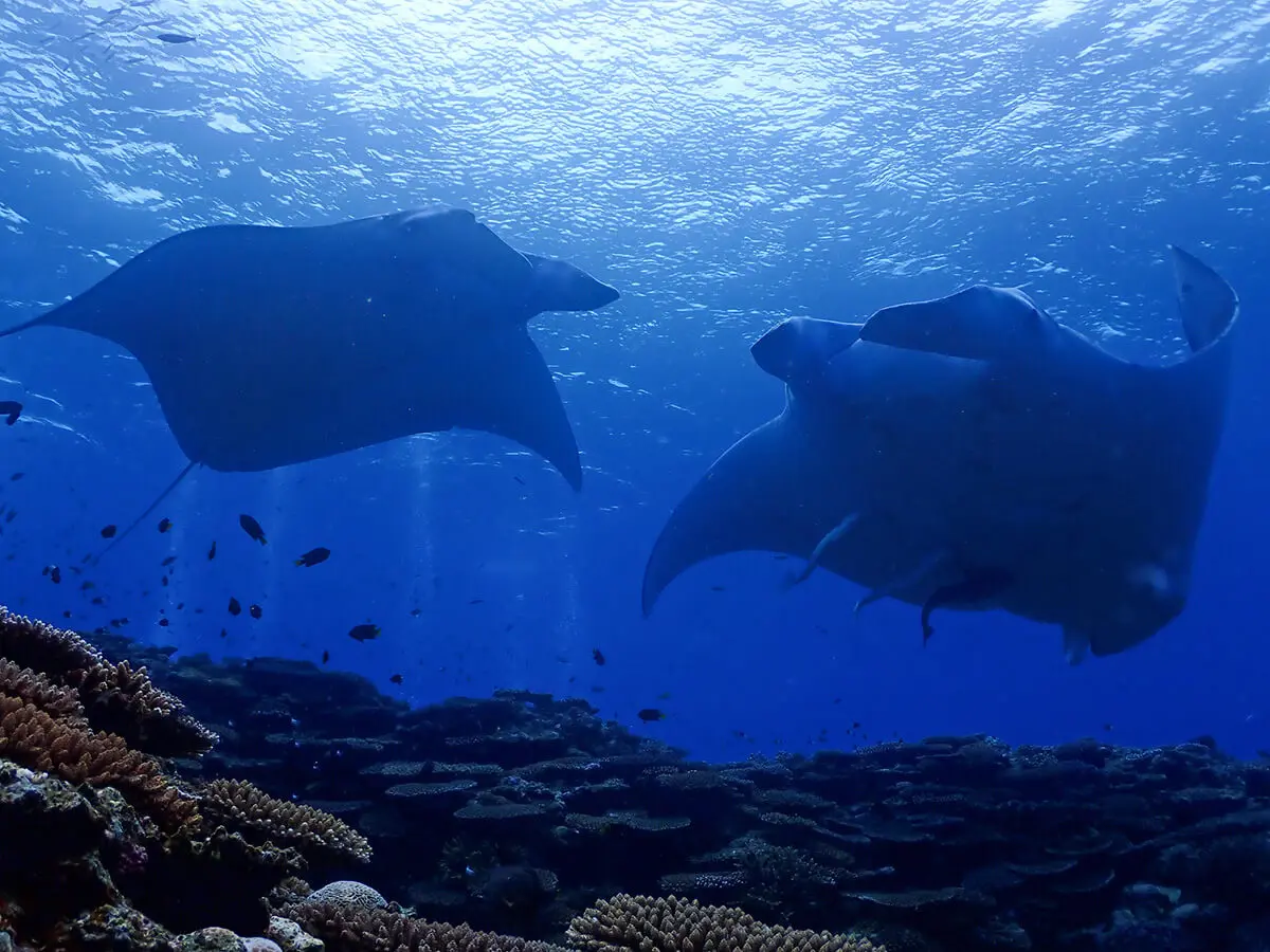 川平灣 深受潛水愛好者喜愛的潛水勝地！